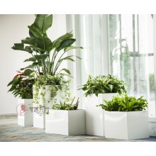 專注室內(nèi)綠植服務(wù)8年，綠植租賃，免費(fèi)養(yǎng)護(hù)，一站式商務(wù)空間